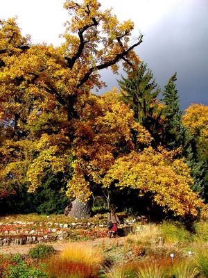 Wie weit und groß ist doch der Herbst...