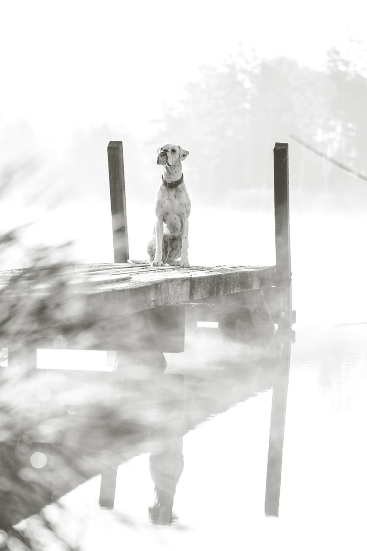 Wie wir Nebel lieben.