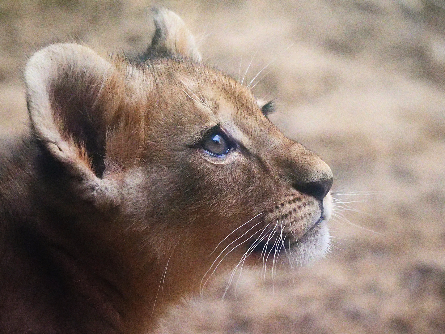 Wie wird das Jahr 2022? Foto & Bild  tiere, zoo, wildpark & falknerei 