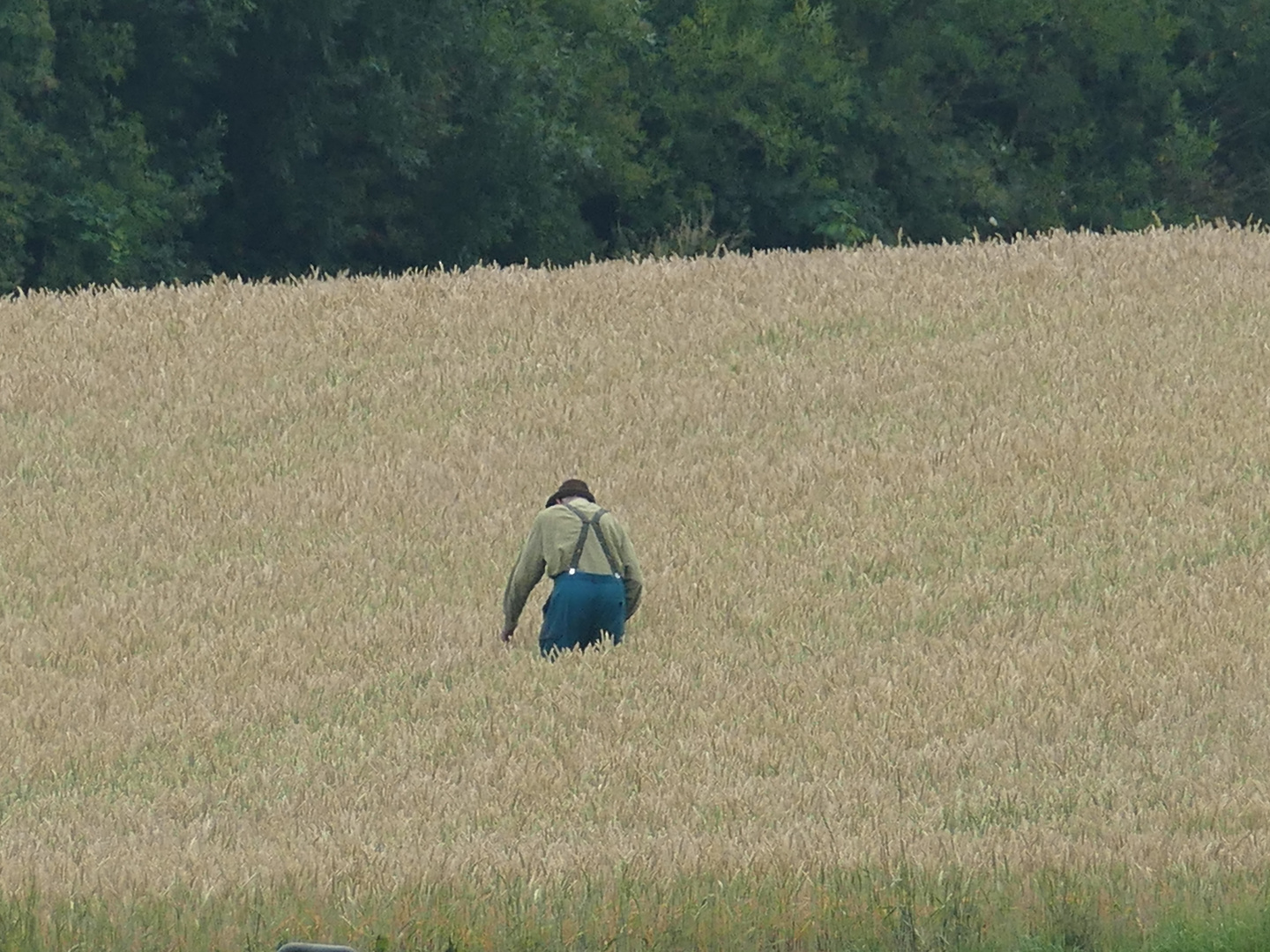 Wie wird die Ernte werden?