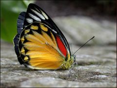 Wie wird man ein Schmetterling?