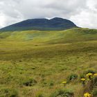 Wie wird Schottland sich entscheiden ?