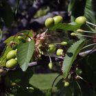 Wie wird sie werden - die Ernte