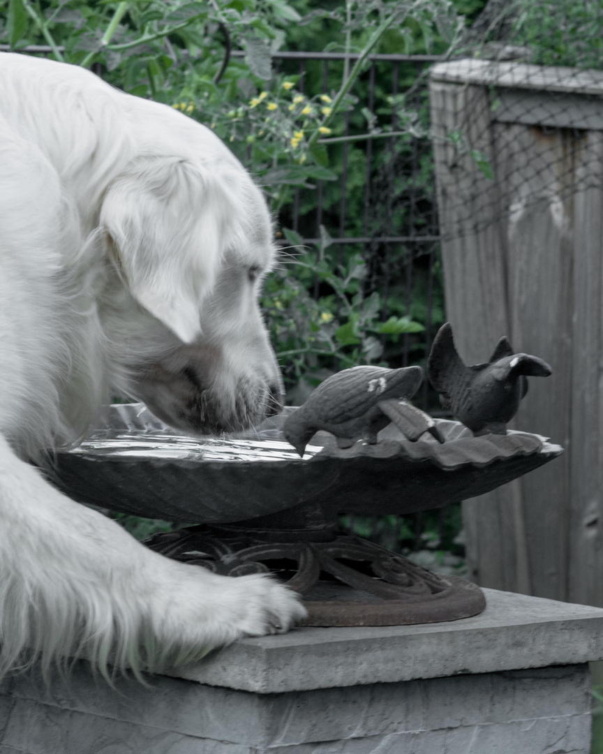 wie wohl das Wasser in der Vogeltränke schmeckt ...