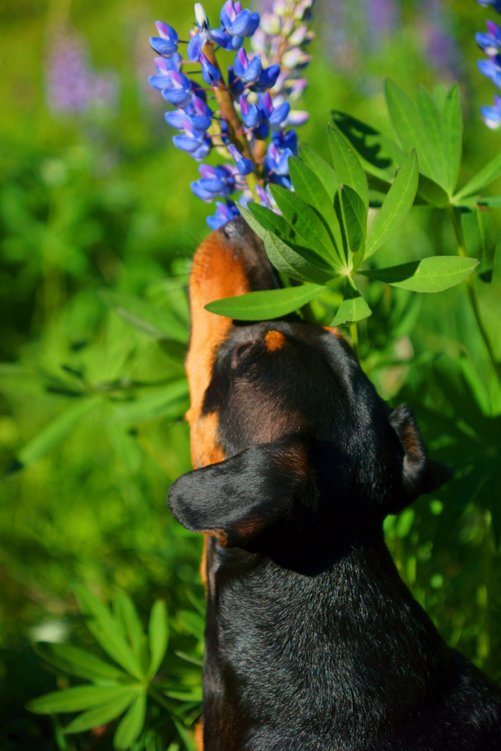 Wie wohl so eine Lupine richt...