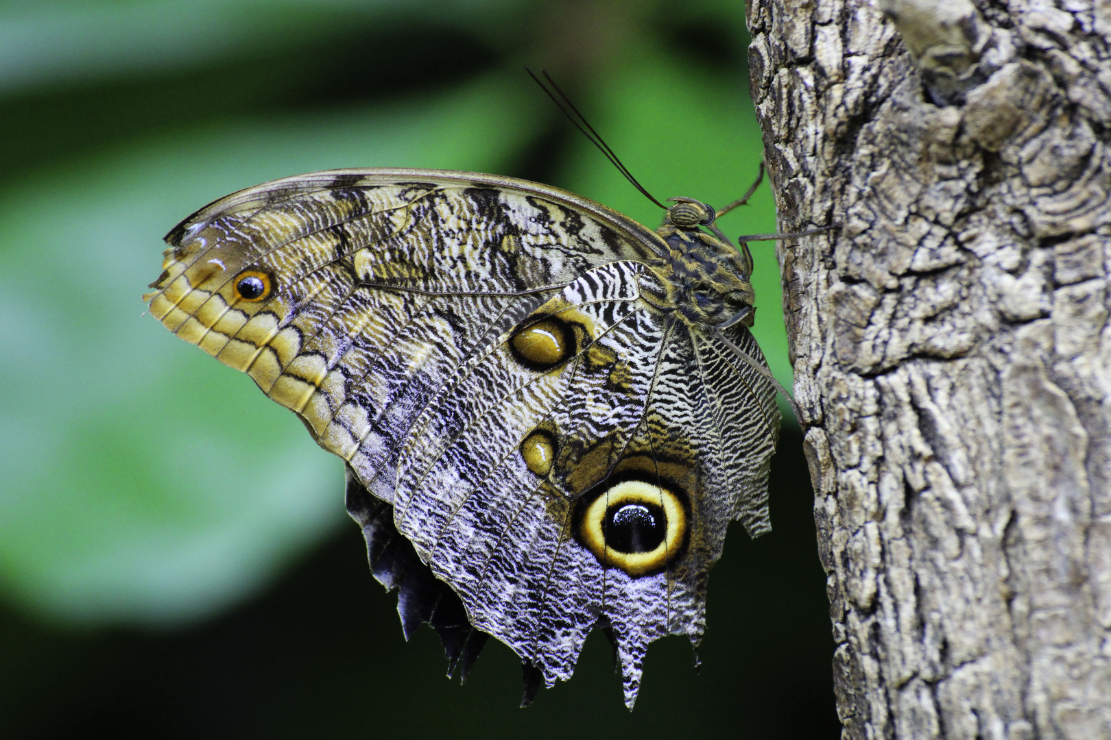 Wie wunderschön dieser Schmetterling nur ist