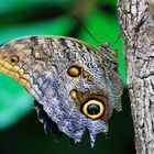 Wie wunderschön dieser Schmetterling nur ist