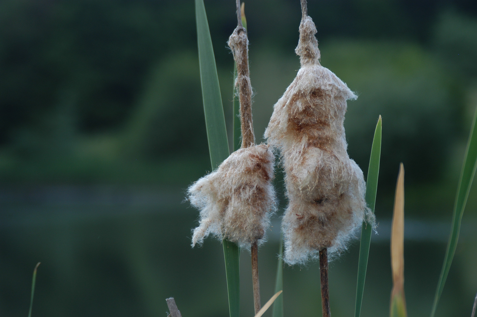 wie Zuckerwatte... am See endekt im Sommer