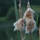 wie Zuckerwatte... am See endekt im Sommer