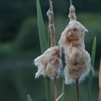 wie Zuckerwatte... am See endekt im Sommer