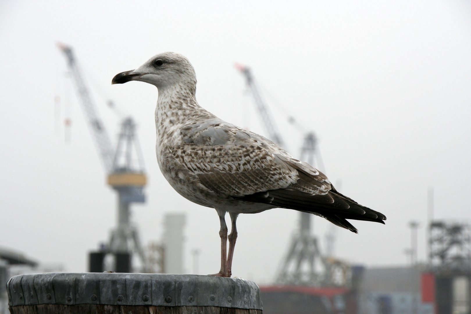 wie zwischen den Kränen gestellt ... Hamburger Hafen ...