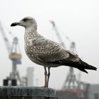 wie zwischen den Kränen gestellt ... Hamburger Hafen ...