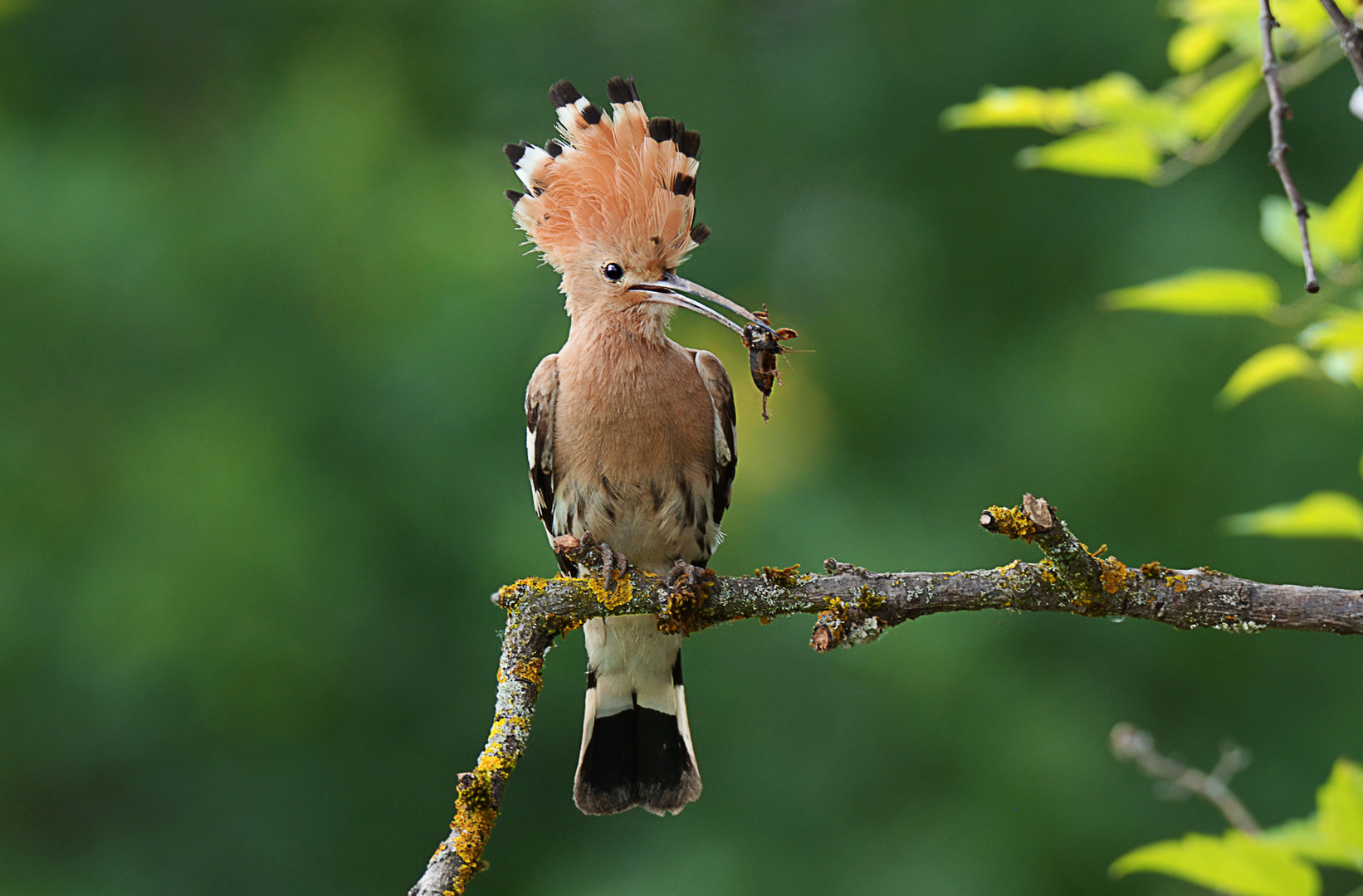 Wiedehopf Foto & Bild | natur, tiere, vögel Bilder auf fotocommunity