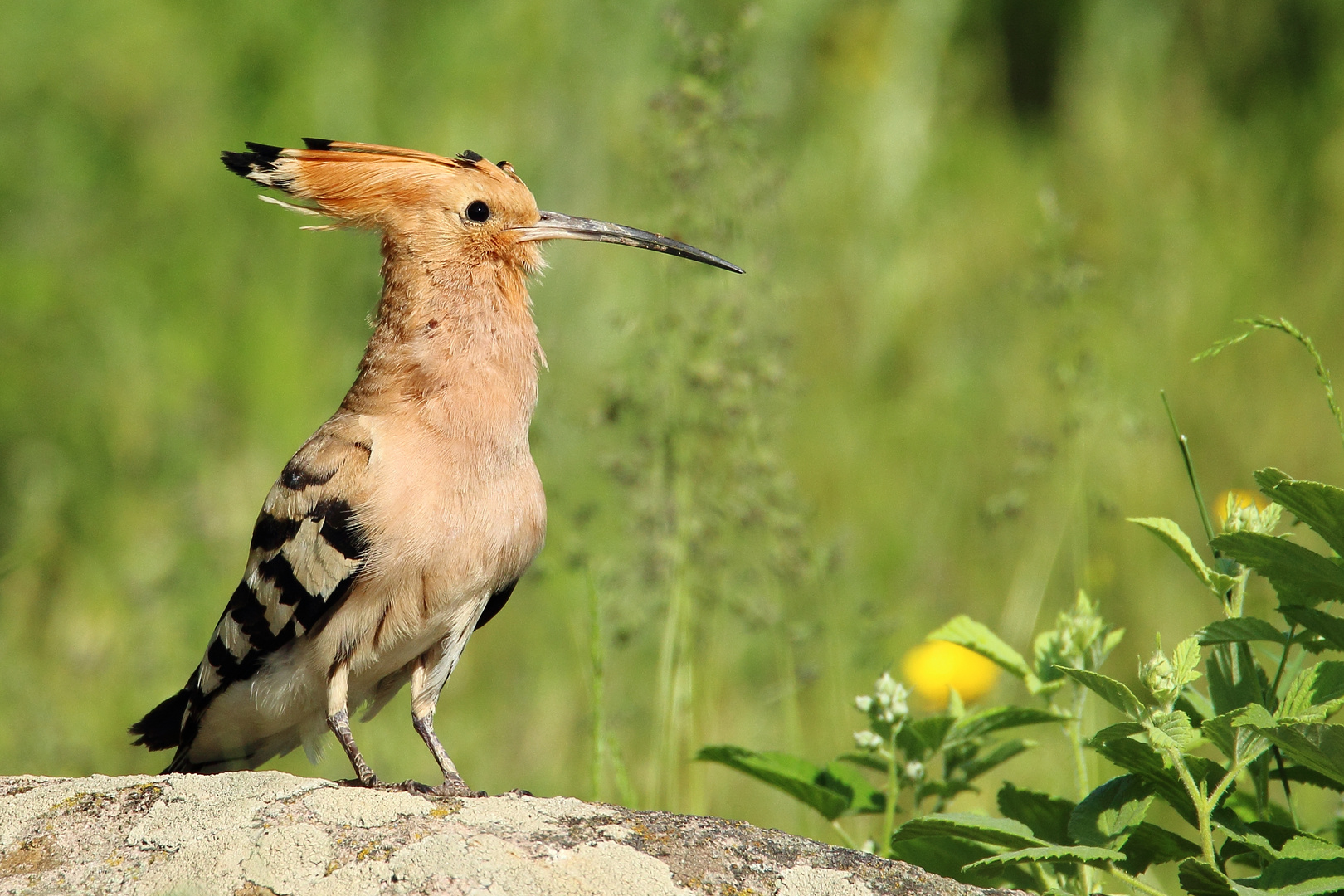 Wiedehopf Foto & Bild | natur, tiere, vögel Bilder auf fotocommunity