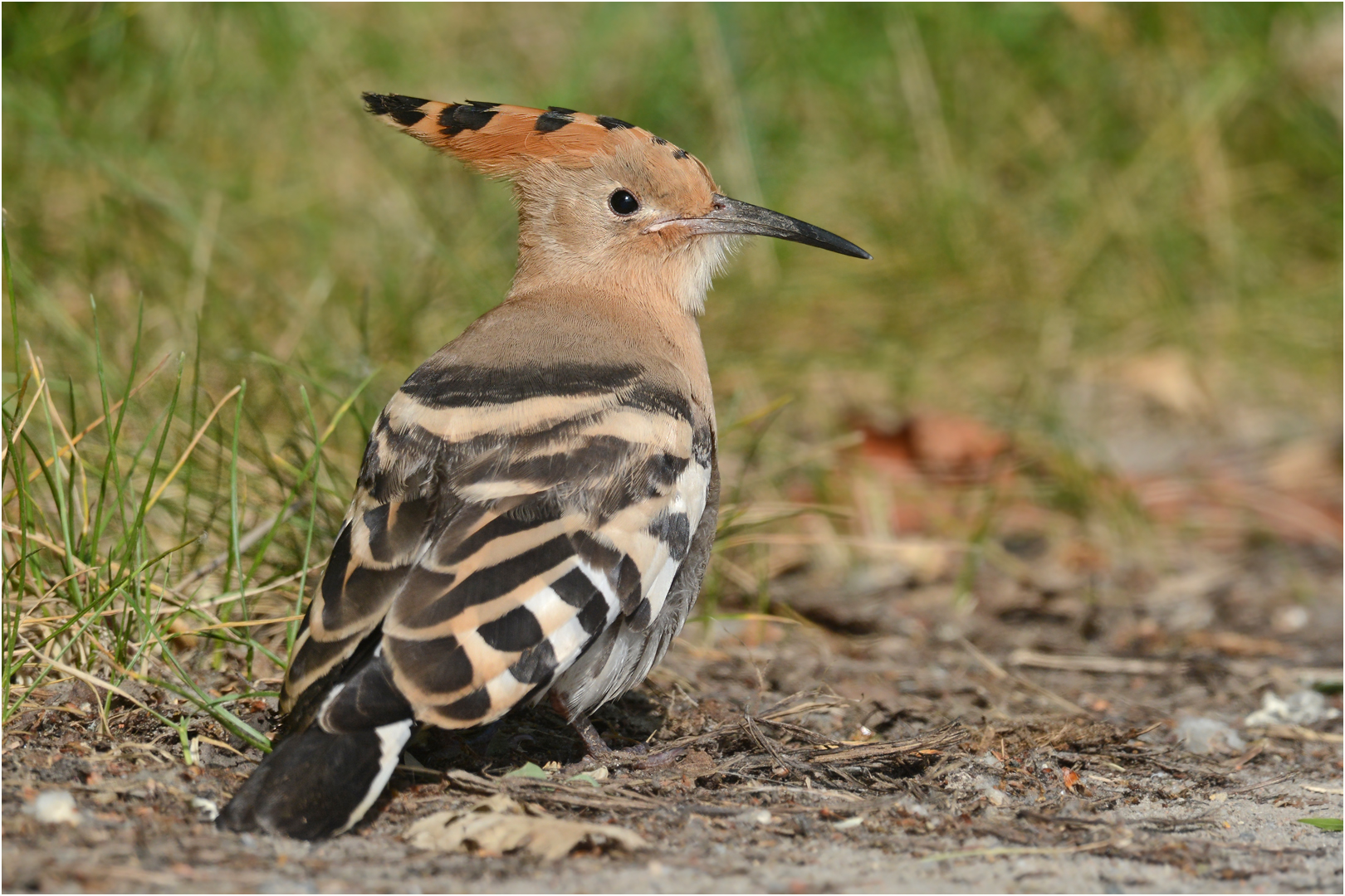 Wiedehopf Foto & Bild | tiere, wildlife, wild lebende vögel Bilder auf ...