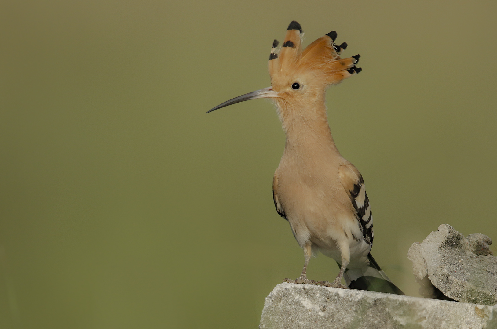 Wiedehopf Foto & Bild | natur, tiere, vögel Bilder auf fotocommunity