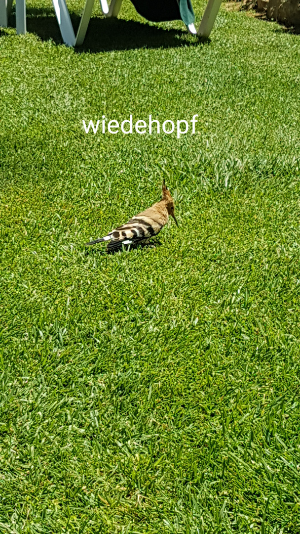 Wiedehopf