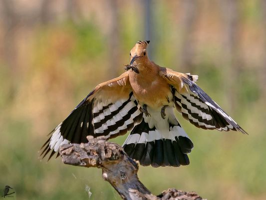 Wiedehopf-Anflug ...