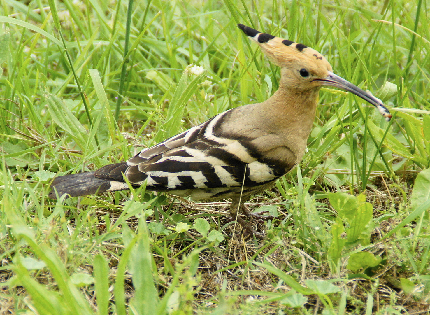 Wiedehopf auf der Jagd