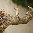 Wiedehopf auf einem Maulbeerbaum