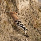 Wiedehopf bei der Futtersuche