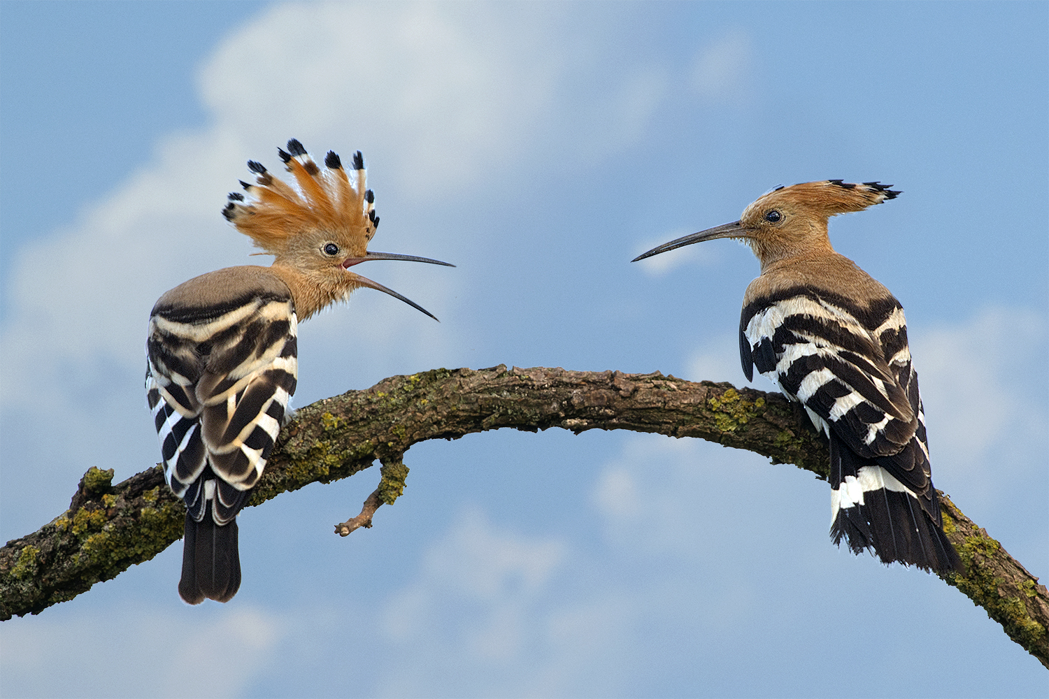 Wiedehopf, der Jahresvogel