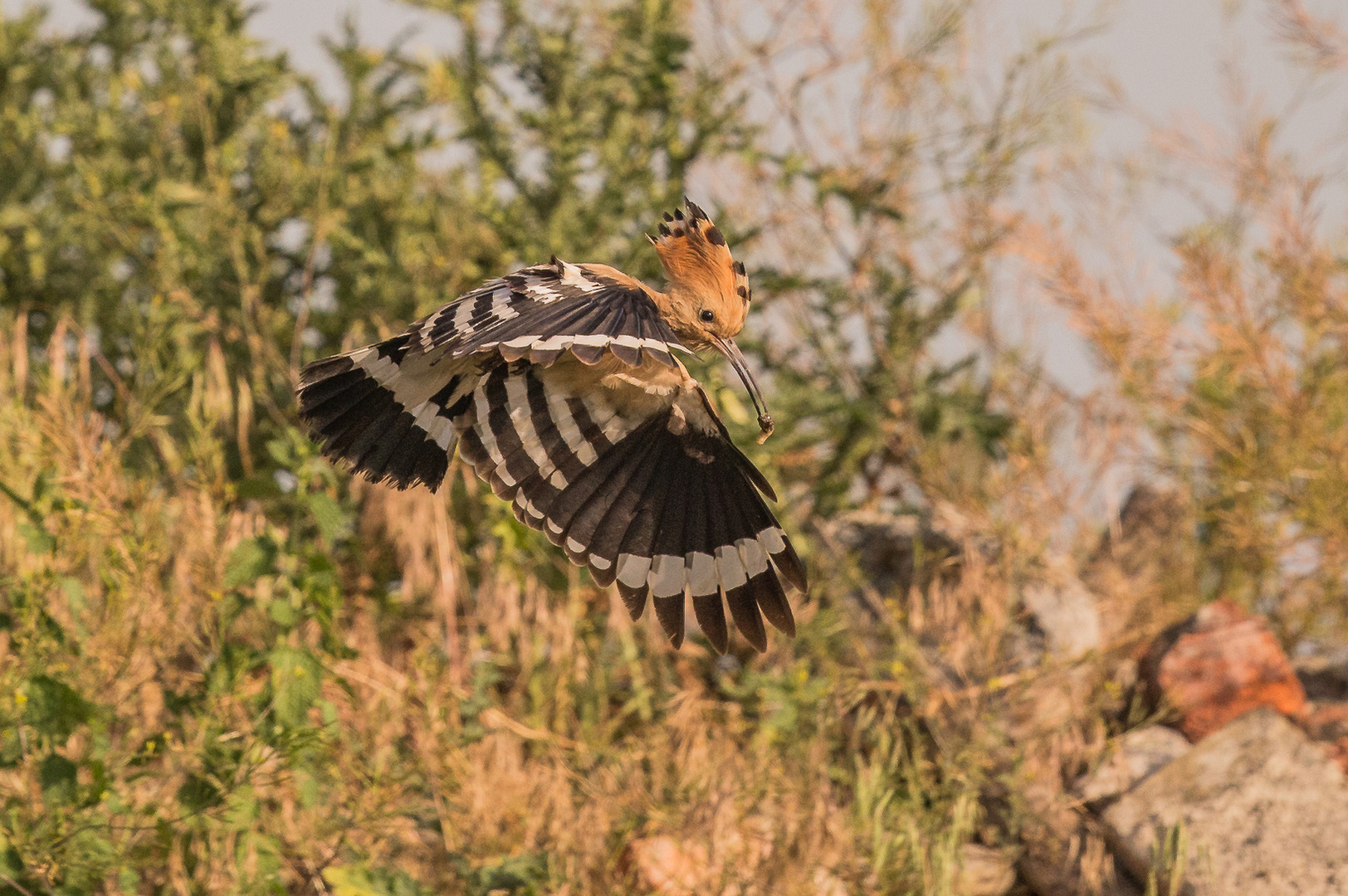 Wiedehopf  Flug