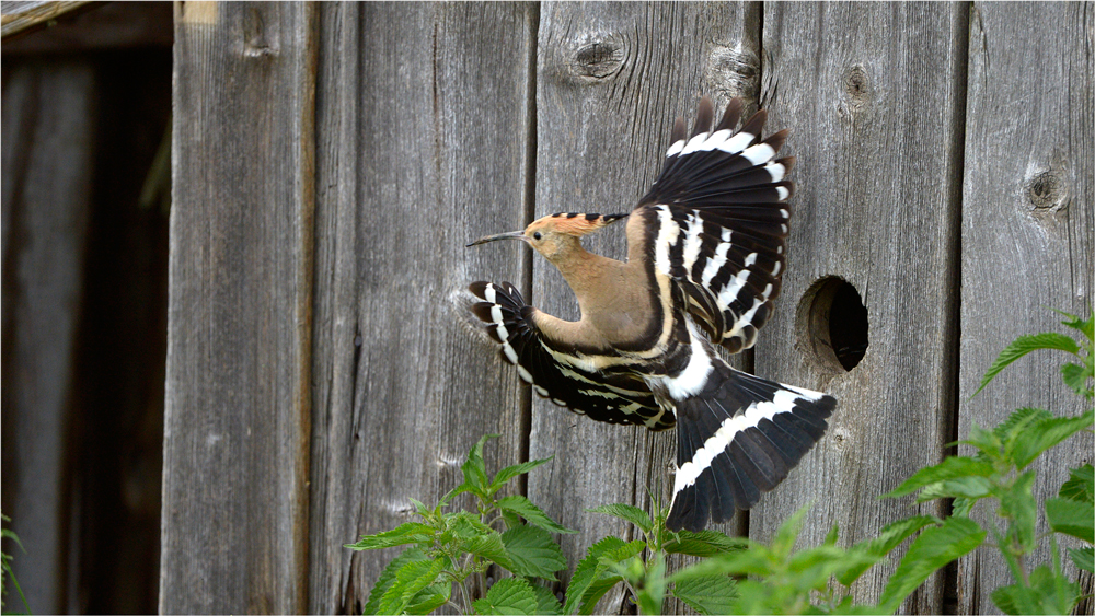 Wiedehopf Flugbild