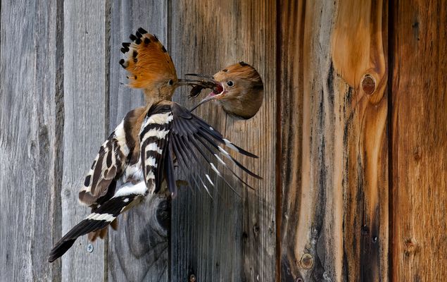 Wiedehopf- Fütterung