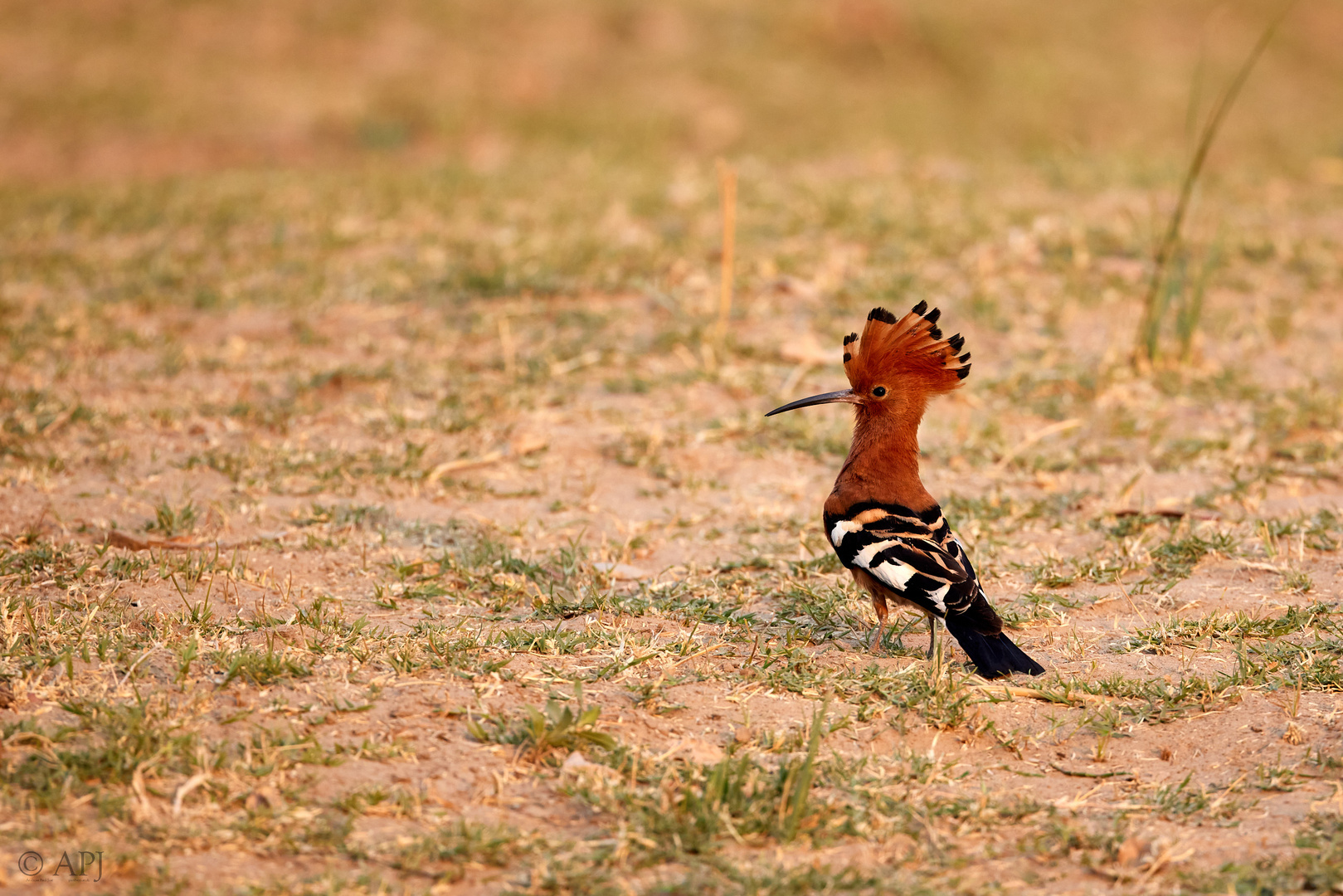 Wiedehopf - Hoopoe