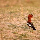 Wiedehopf - Hoopoe