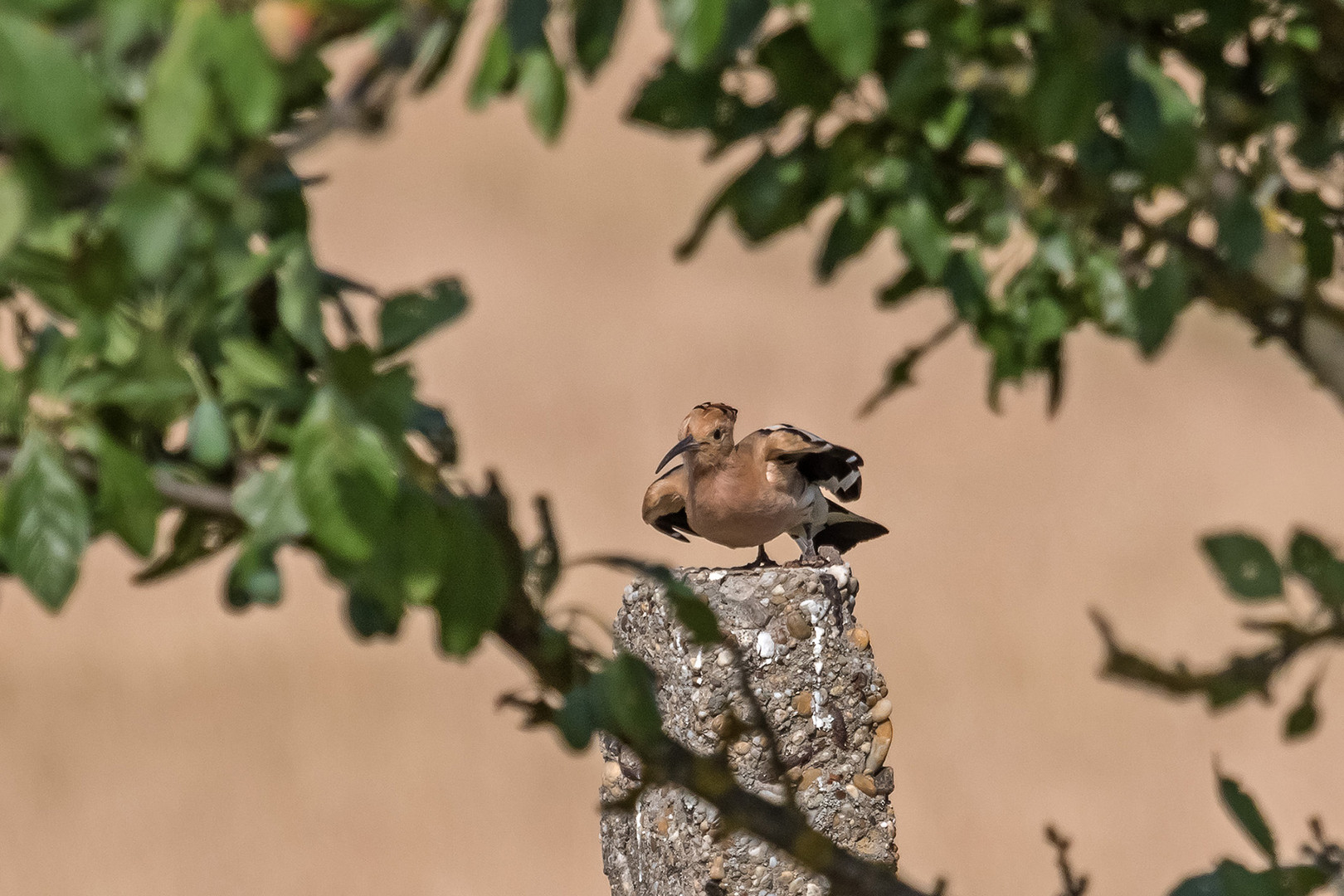 Wiedehopf im Abflug