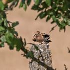 Wiedehopf im Abflug