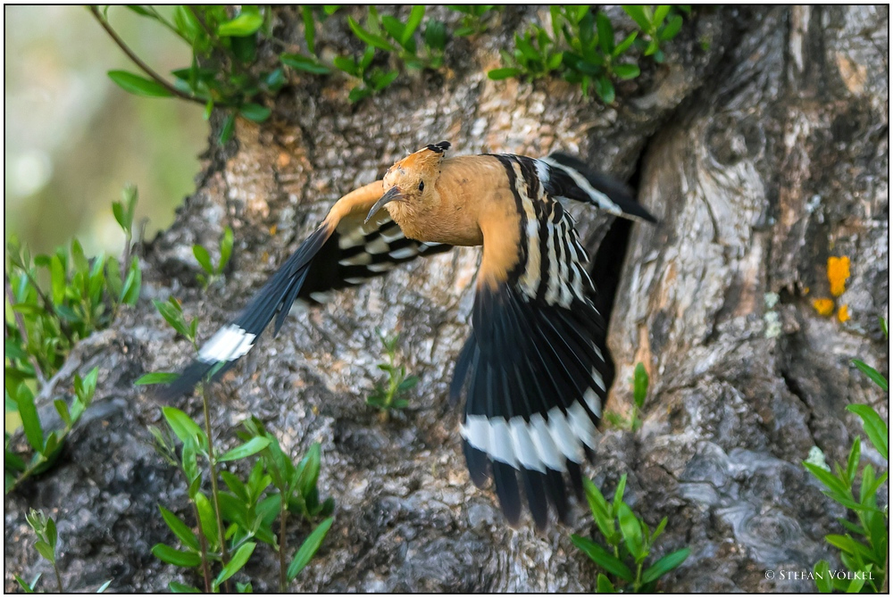 Wiedehopf im Abflug