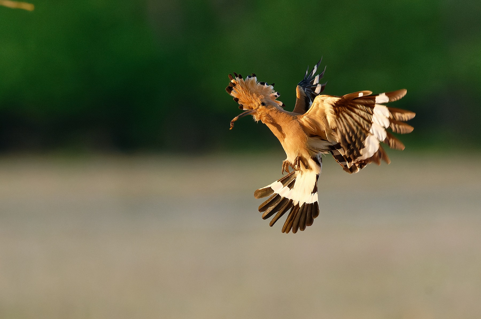 Wiedehopf im Anflug ...