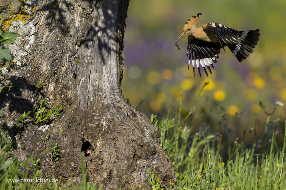 Wiedehopf im Anflug