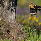 Wiedehopf im Anflug