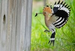 Wiedehopf im Anflug