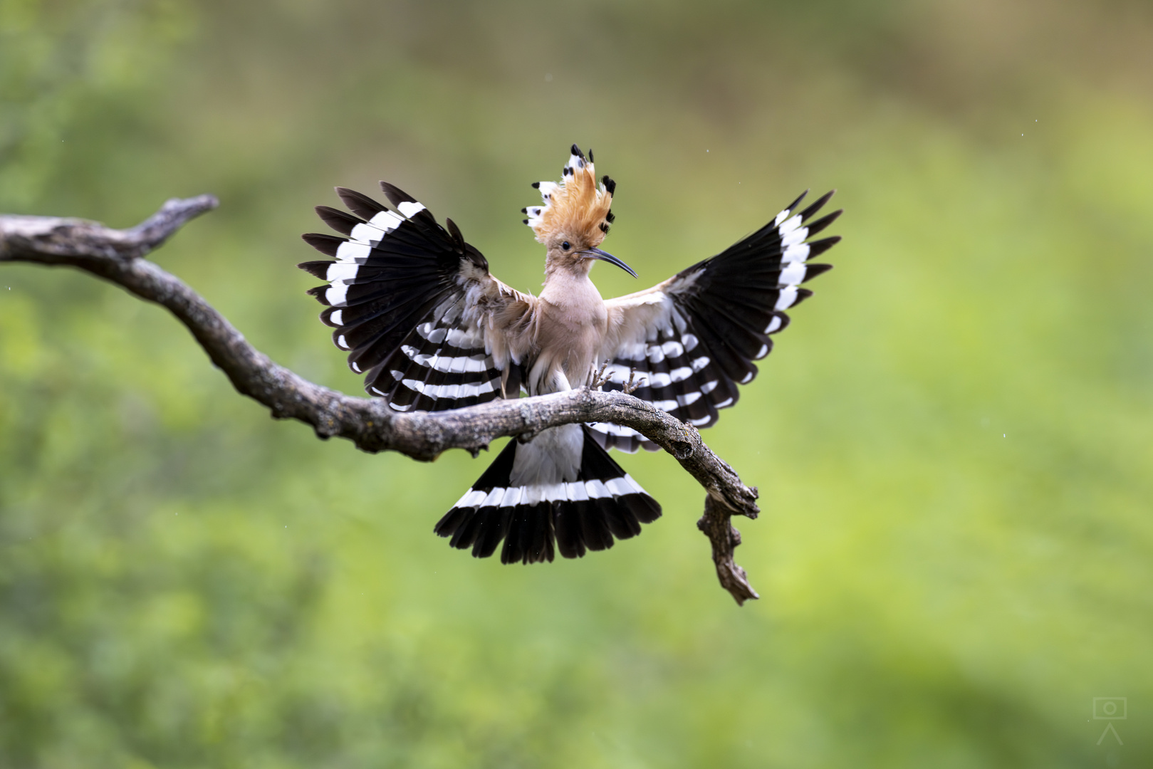 Wiedehopf im Anflug