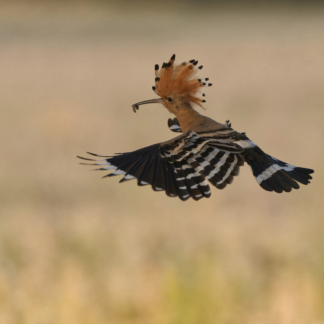 Wiedehopf im Anflug