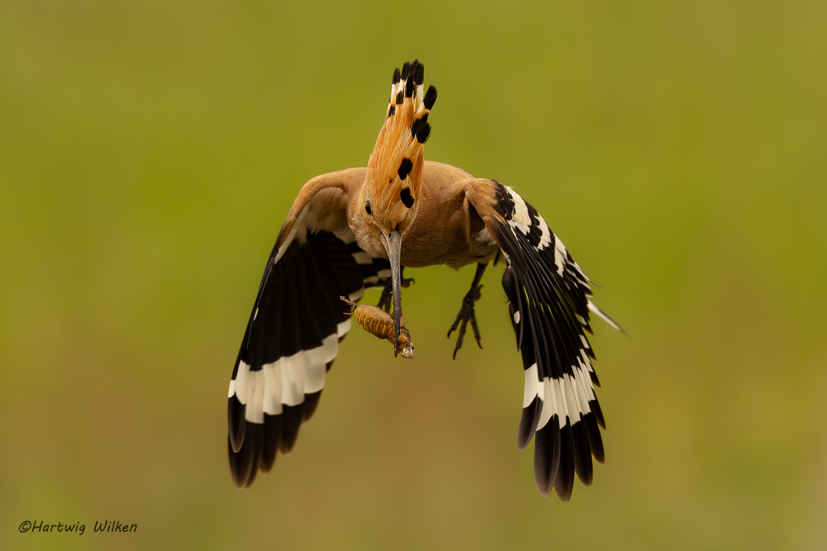 Wiedehopf im Anflug