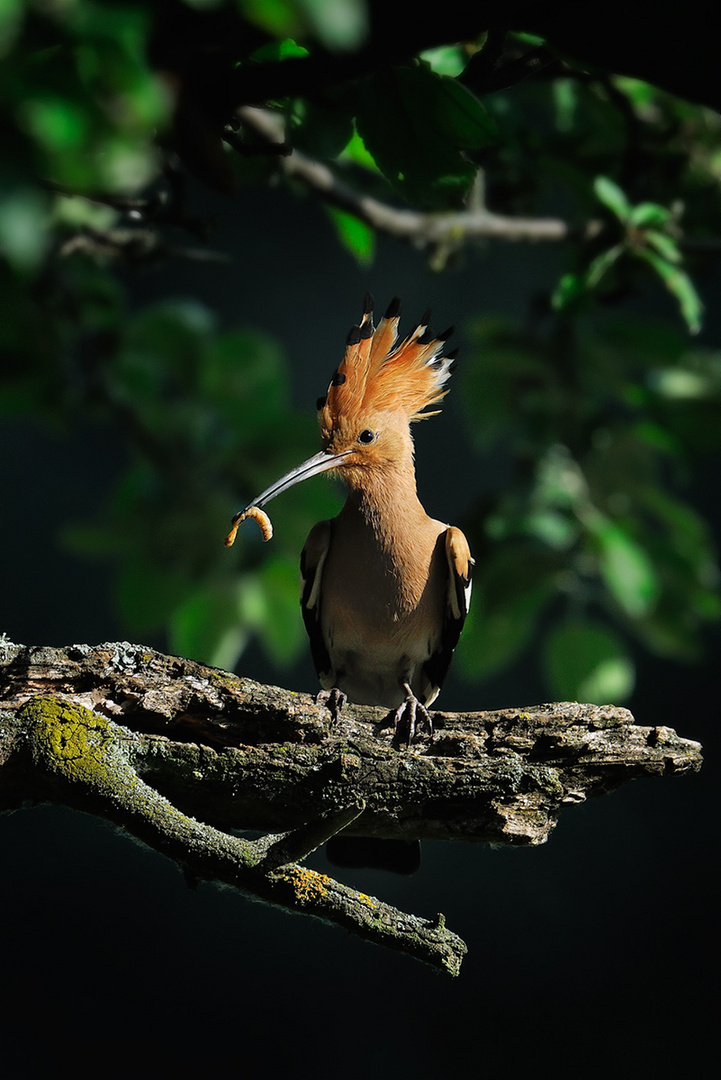 Wiedehopf im Apfelbaum