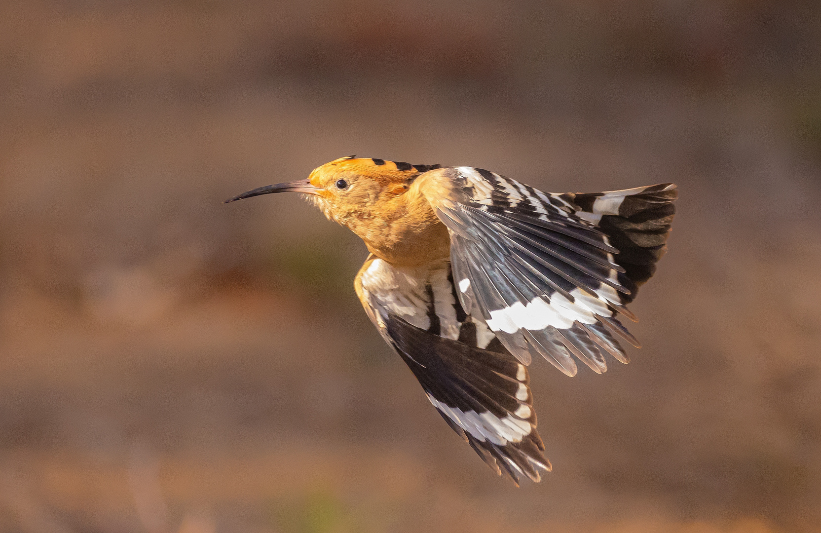 Wiedehopf im Flug 