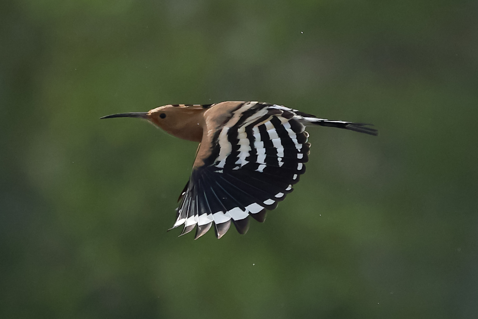 Wiedehopf im Flug