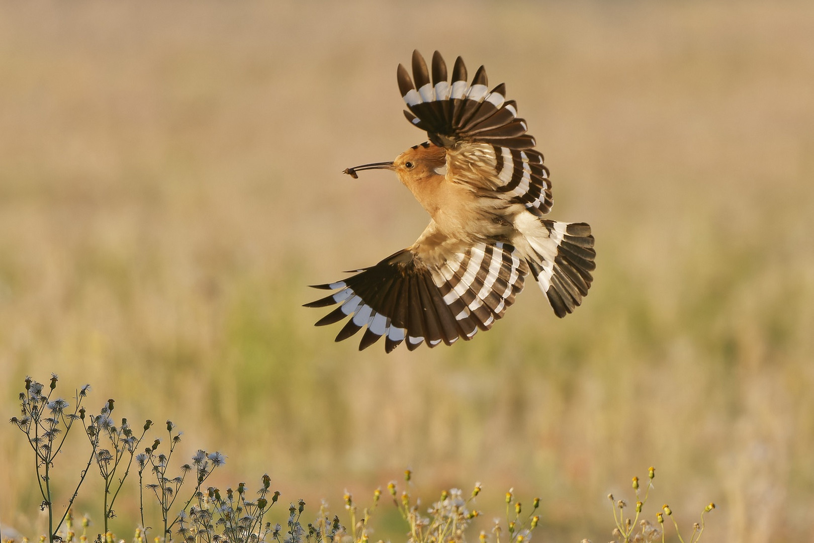 Wiedehopf im Flug