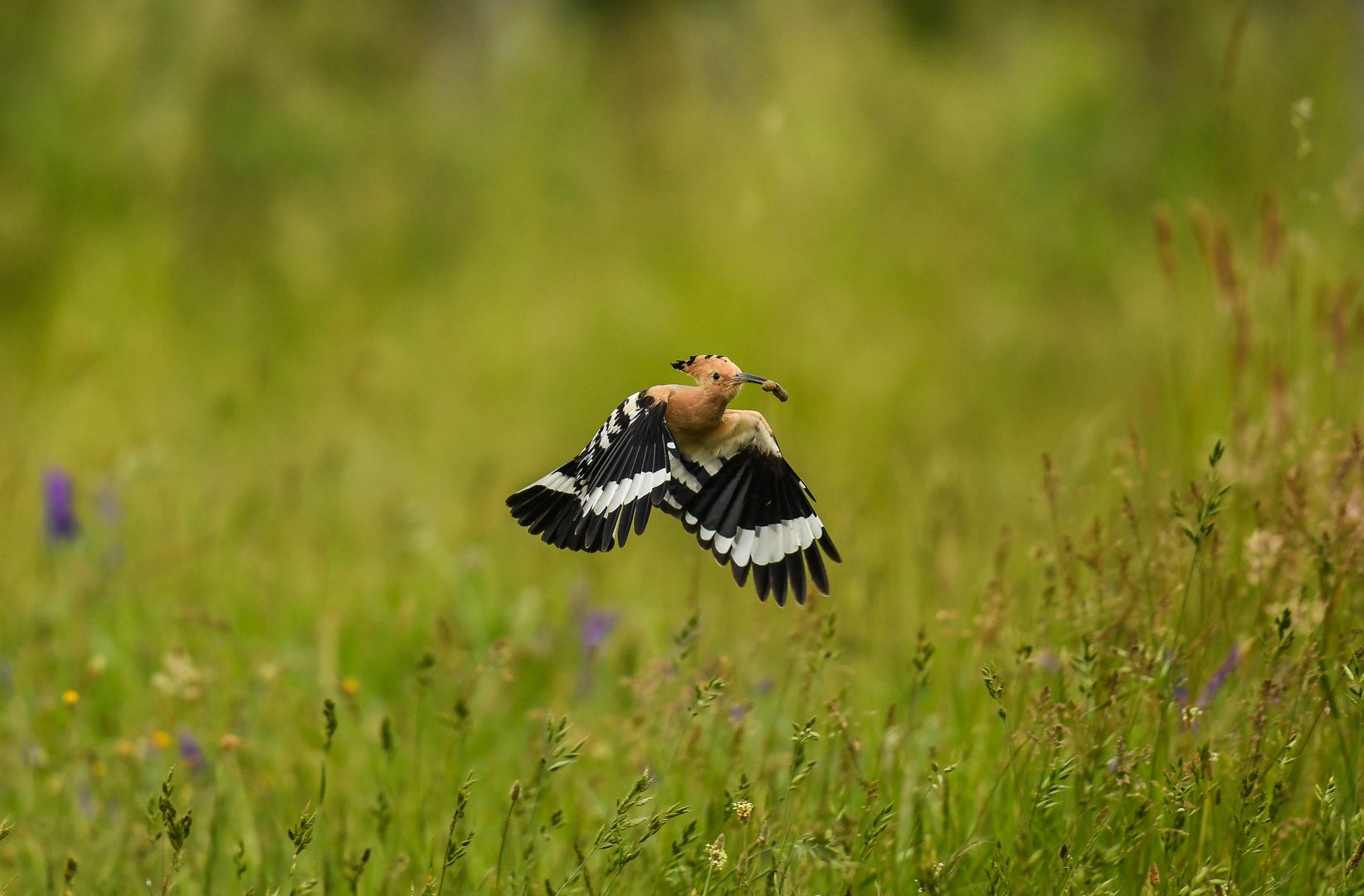 Wiedehopf im Flug