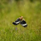 Wiedehopf im Flug