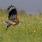 Wiedehopf im Flug