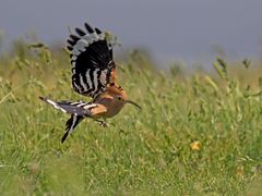 Wiedehopf im Flug