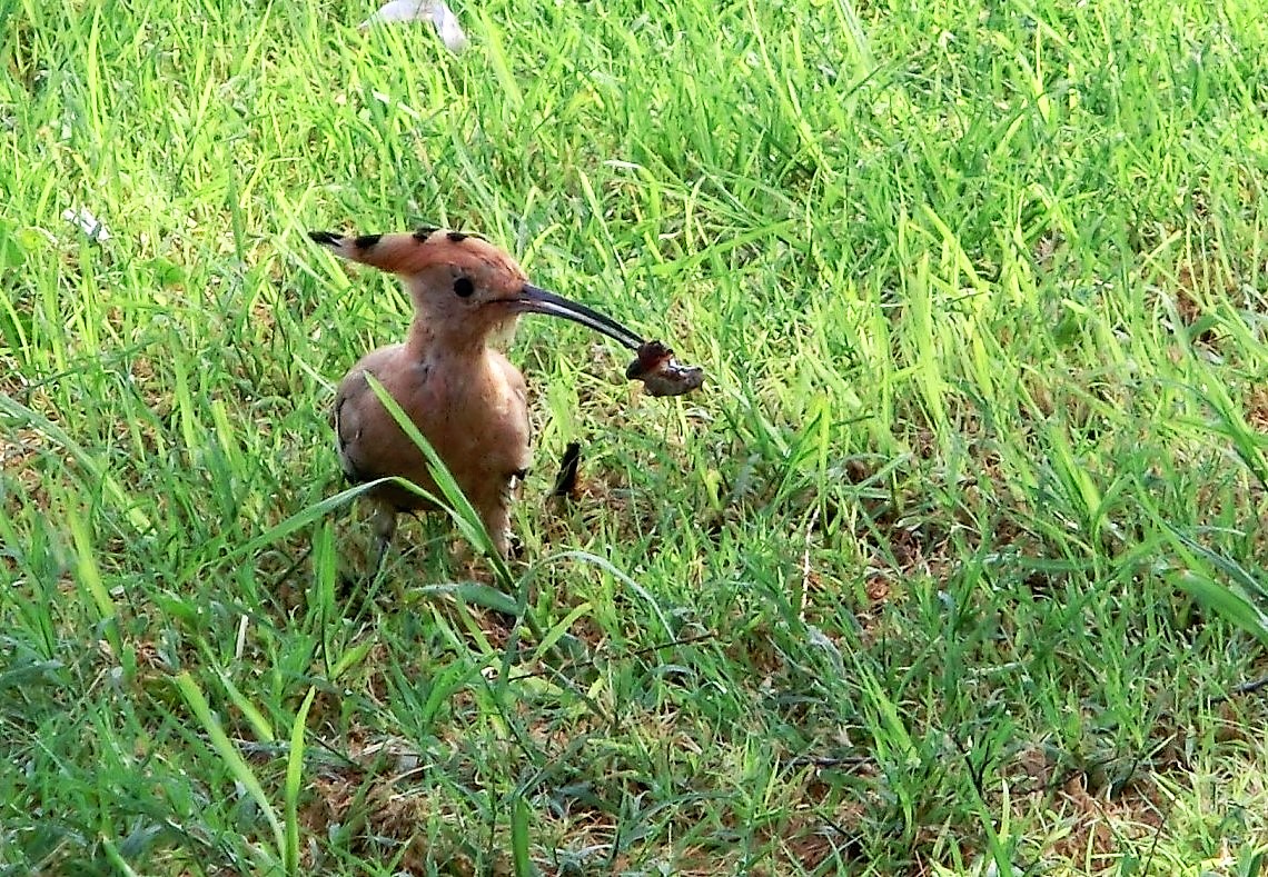 Wiedehopf im Gras